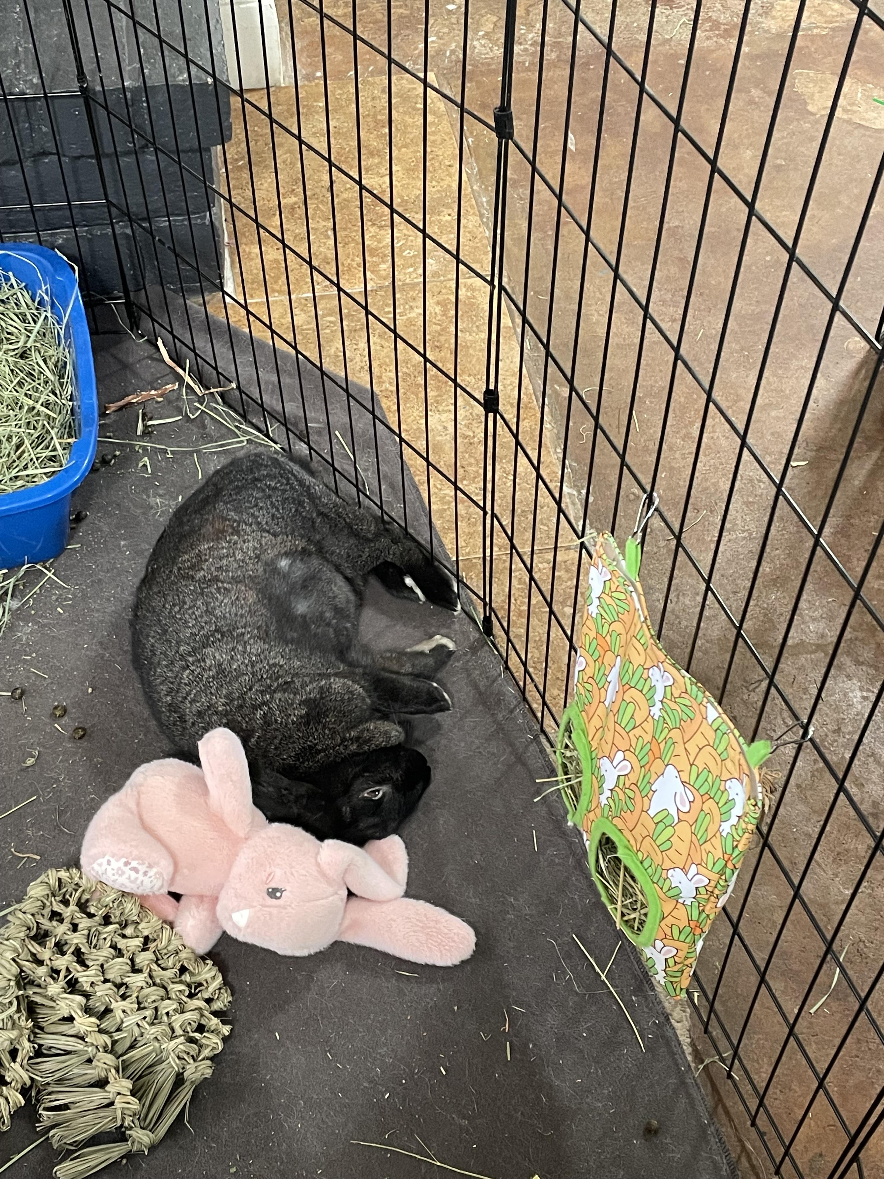 Billie, a Adoptable American in Brighton, CO image 2/6