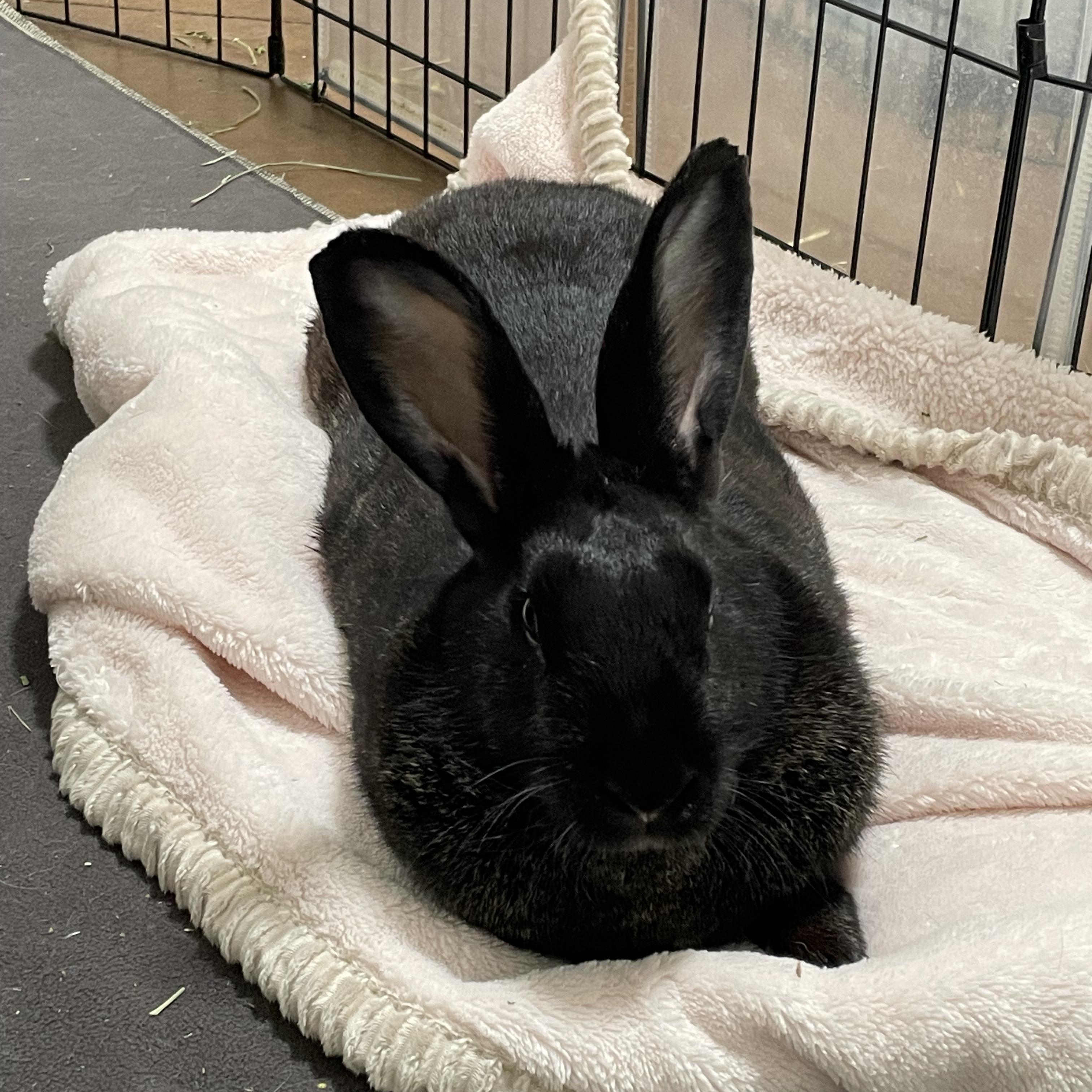 Billie, a Adoptable American in Brighton, CO image 4/6