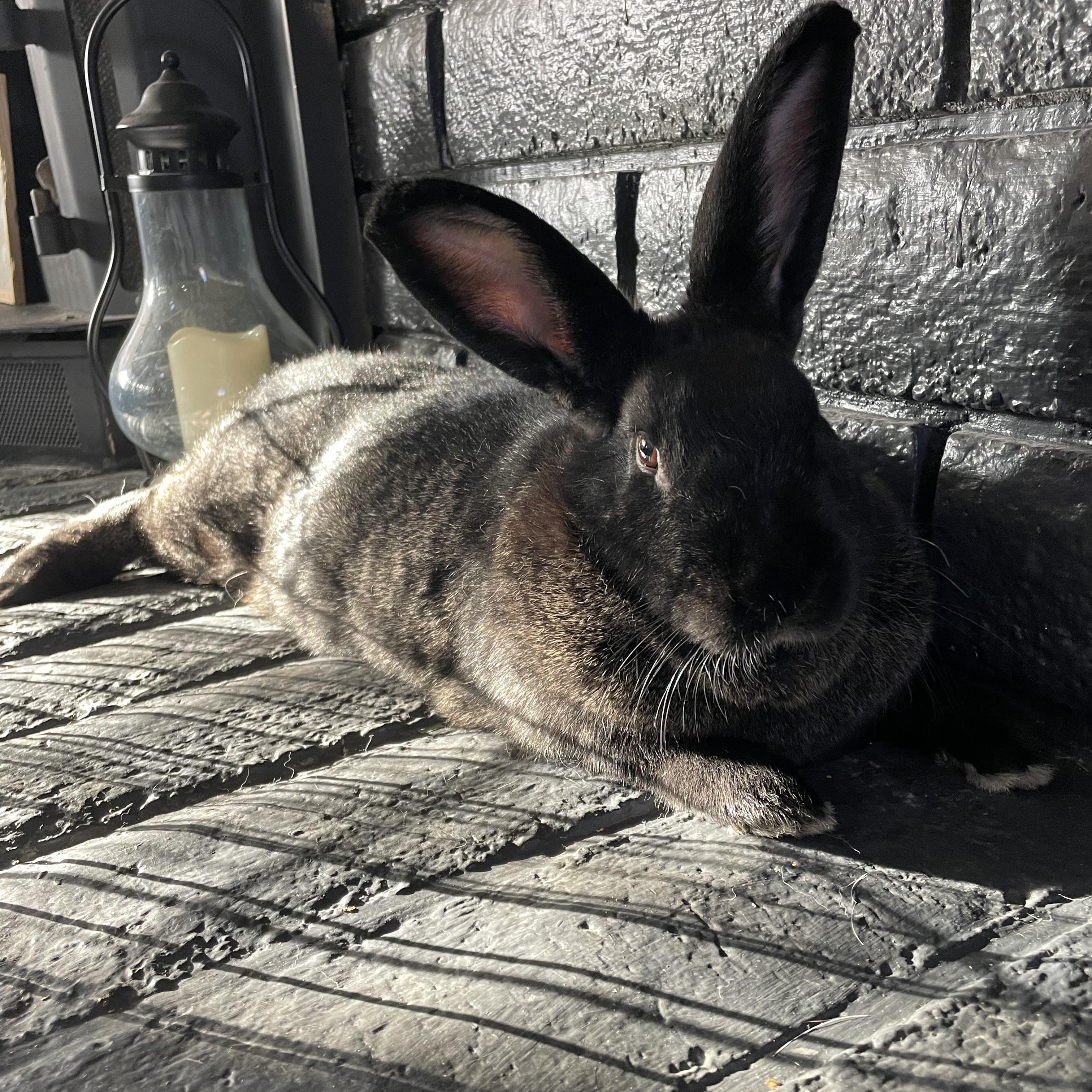 Billie, a Adoptable American in Brighton, CO image 5/6