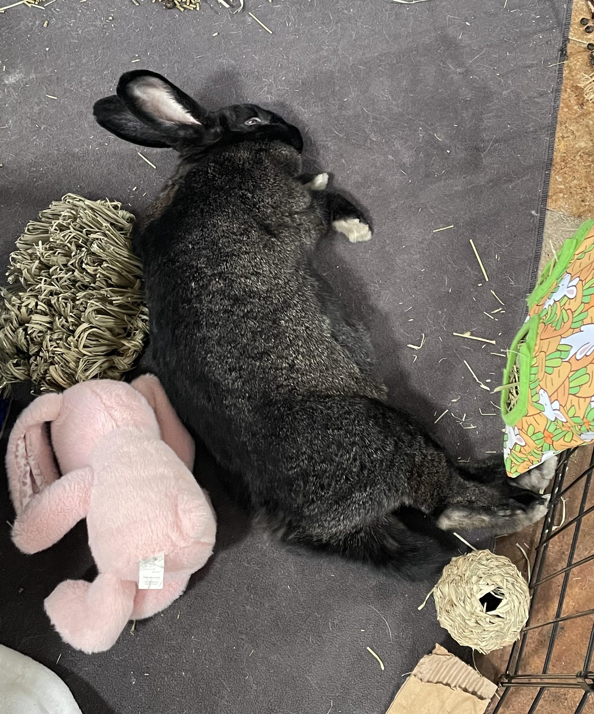 Billie, a Adoptable American in Brighton, CO image 3/6