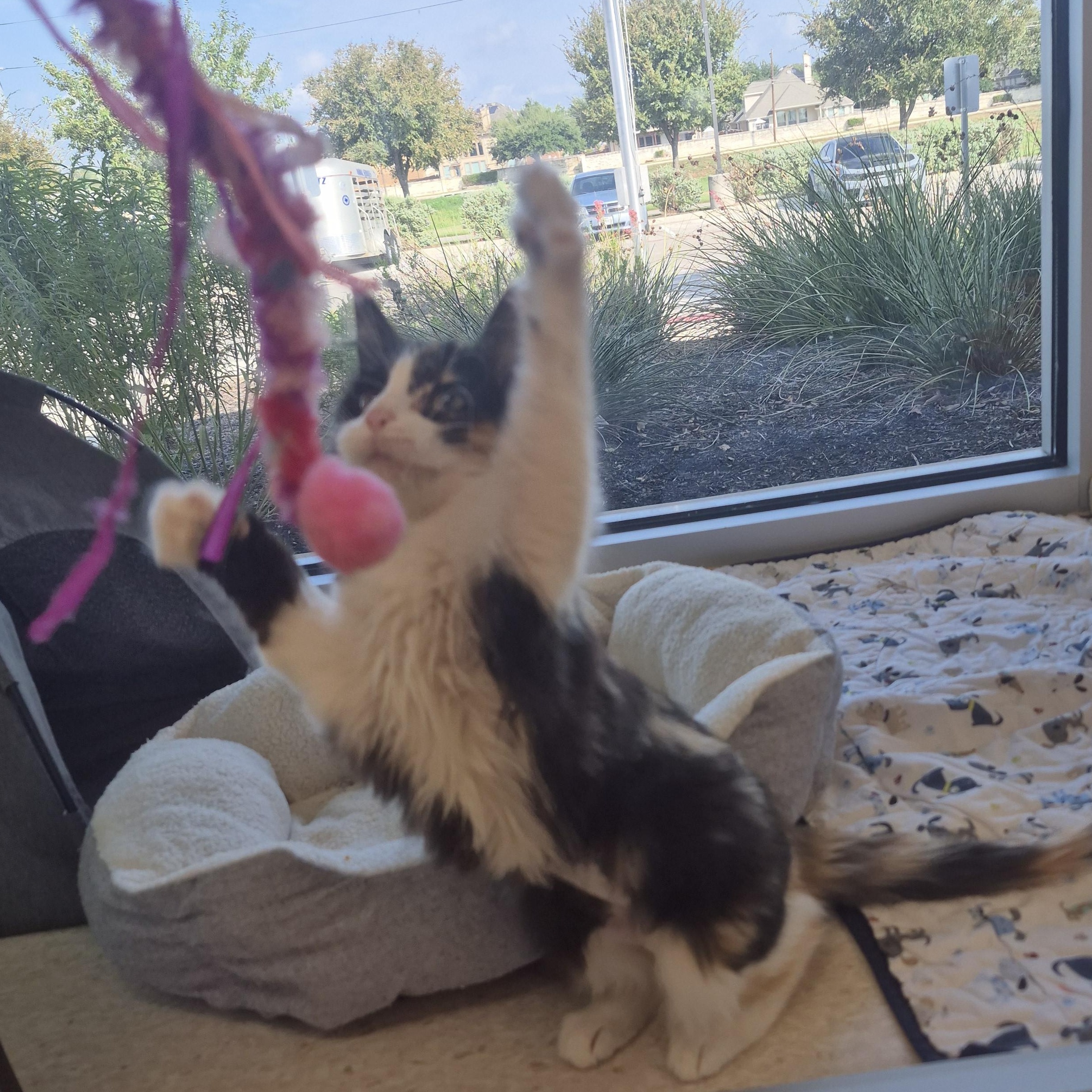 Enlarge Jolene, a Adopted Domestic Medium Hair in Schertz, TX image 2/3