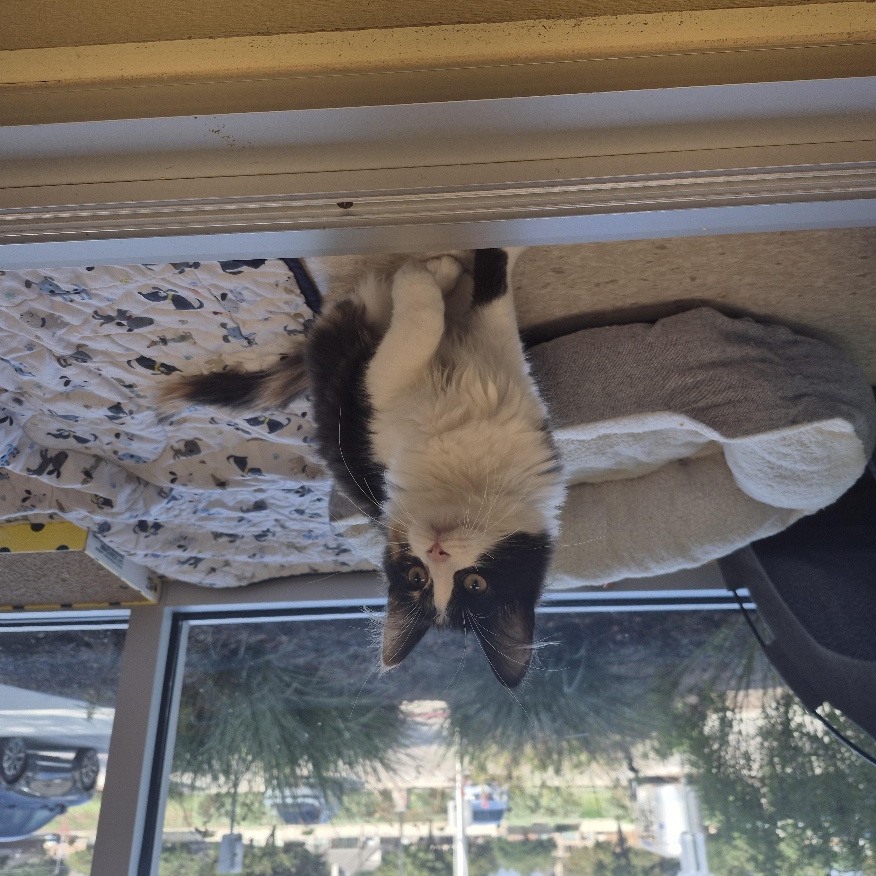 Enlarge Jolene, a Adopted Domestic Medium Hair in Schertz, TX image 1/3