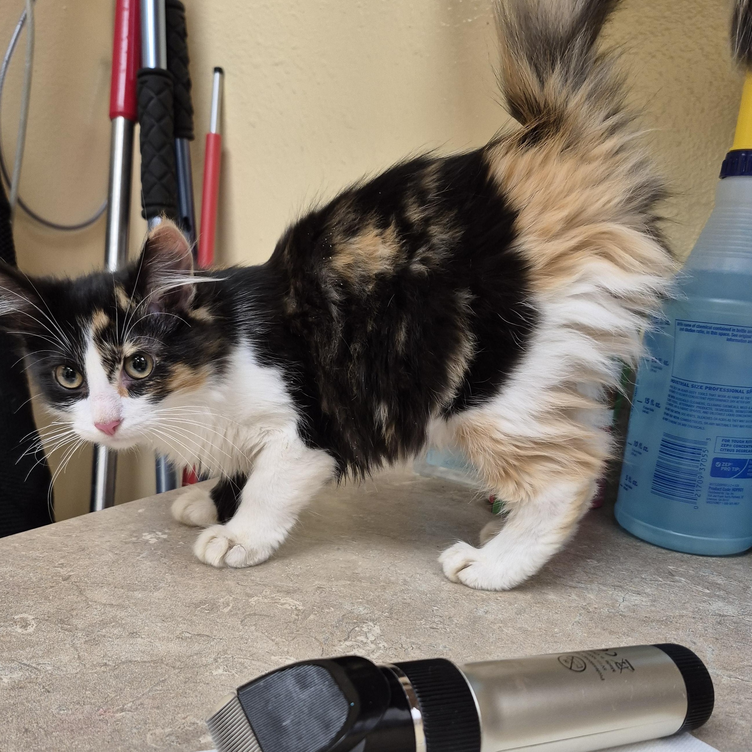 Enlarge Jolene, a Adopted Domestic Medium Hair in Schertz, TX image 3/3