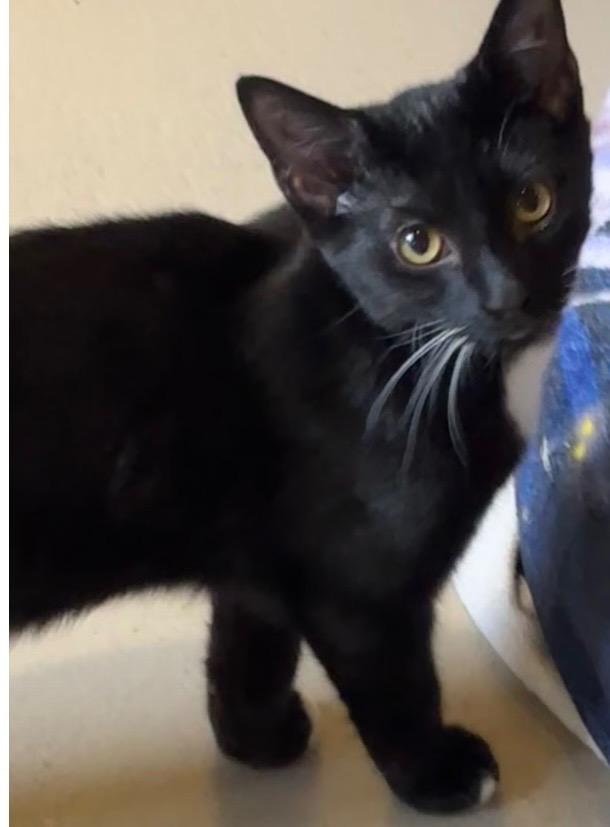 Enlarge GUNNER, a Adoptable mixed breed in Elizabethton, TN image 2/2