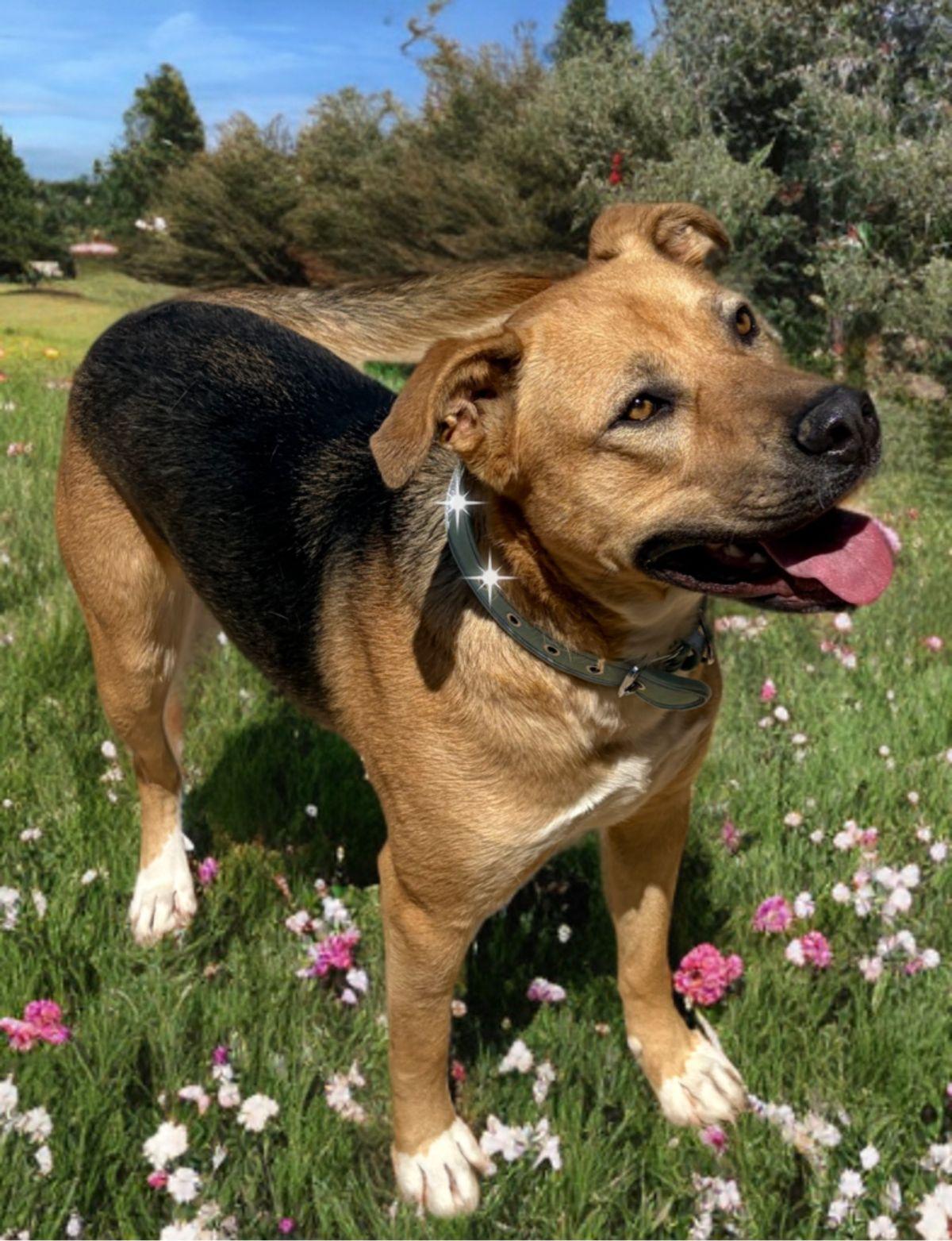 Enlarge Groot, a Adoptable American Staffordshire Terrier in Kingman, AZ image 1/1