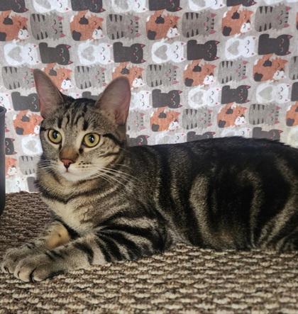 Enlarge Boo, a Adoptable Domestic Short Hair in El Dorado Hills, CA image 1/2