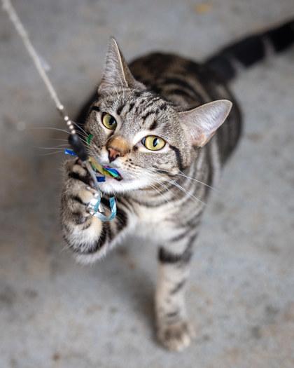 Enlarge Boo, a Adoptable Domestic Short Hair in El Dorado Hills, CA image 2/3