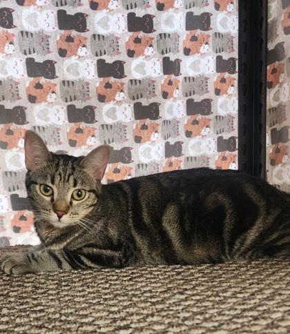 Enlarge Boo, a Adoptable Domestic Short Hair in El Dorado Hills, CA image 2/2