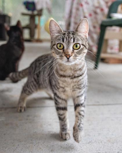 Enlarge Boo, a Adoptable Domestic Short Hair in El Dorado Hills, CA image 3/3