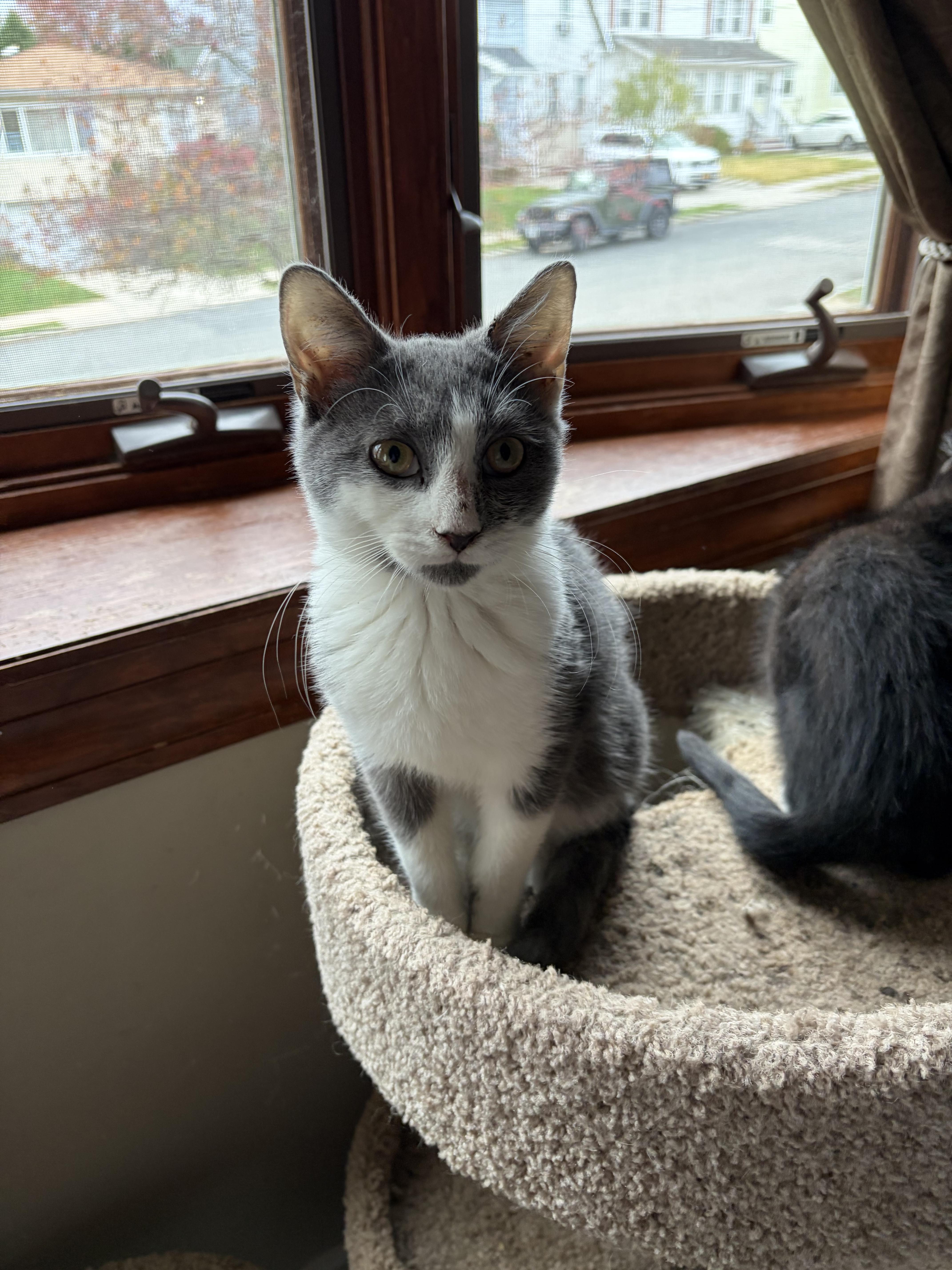 Tom, Adoptable, Young Male Domestic Short Hair.