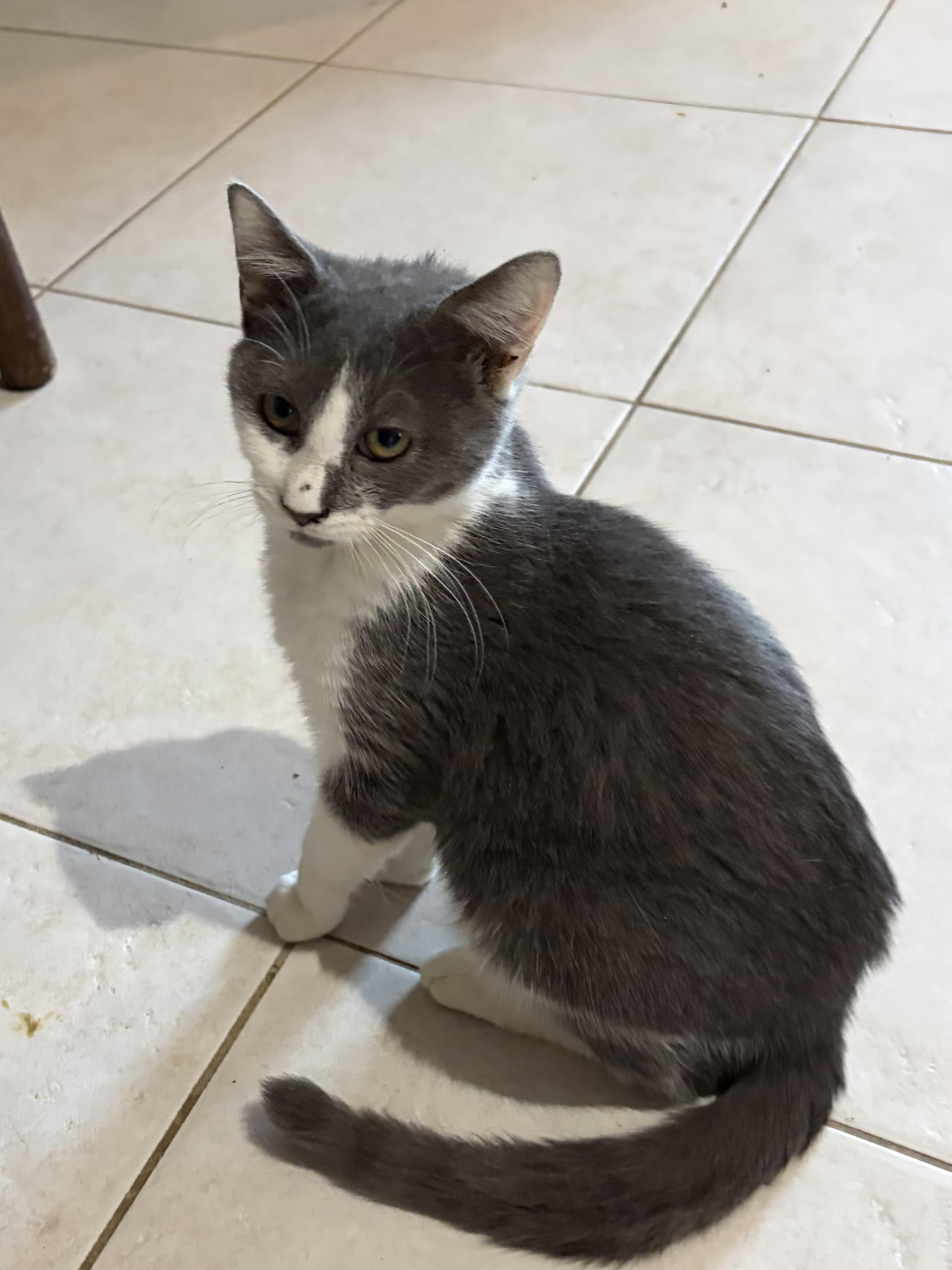 Enlarge Tom, a Adoptable Domestic Short Hair in Staten Island, NY image 2/3