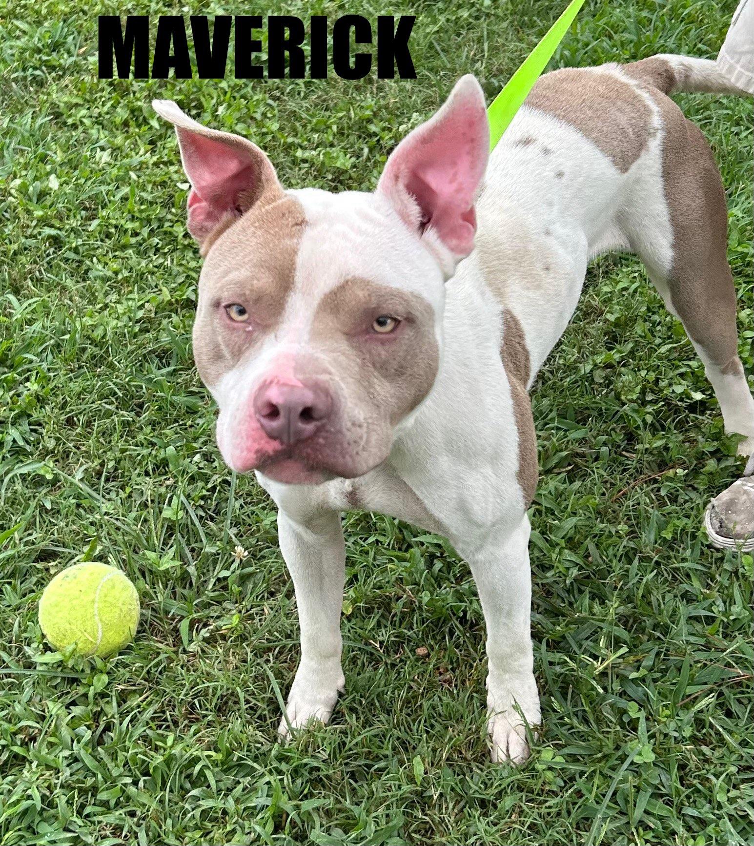 Maverick