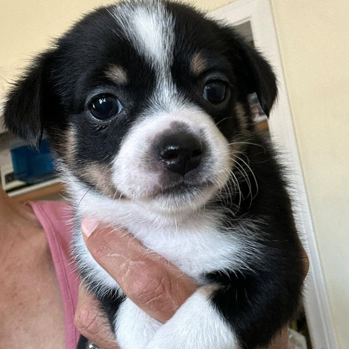Shih Tzu -Terrier mix girl, Adoptable, Puppy Female Shih Tzu & Terrier.
