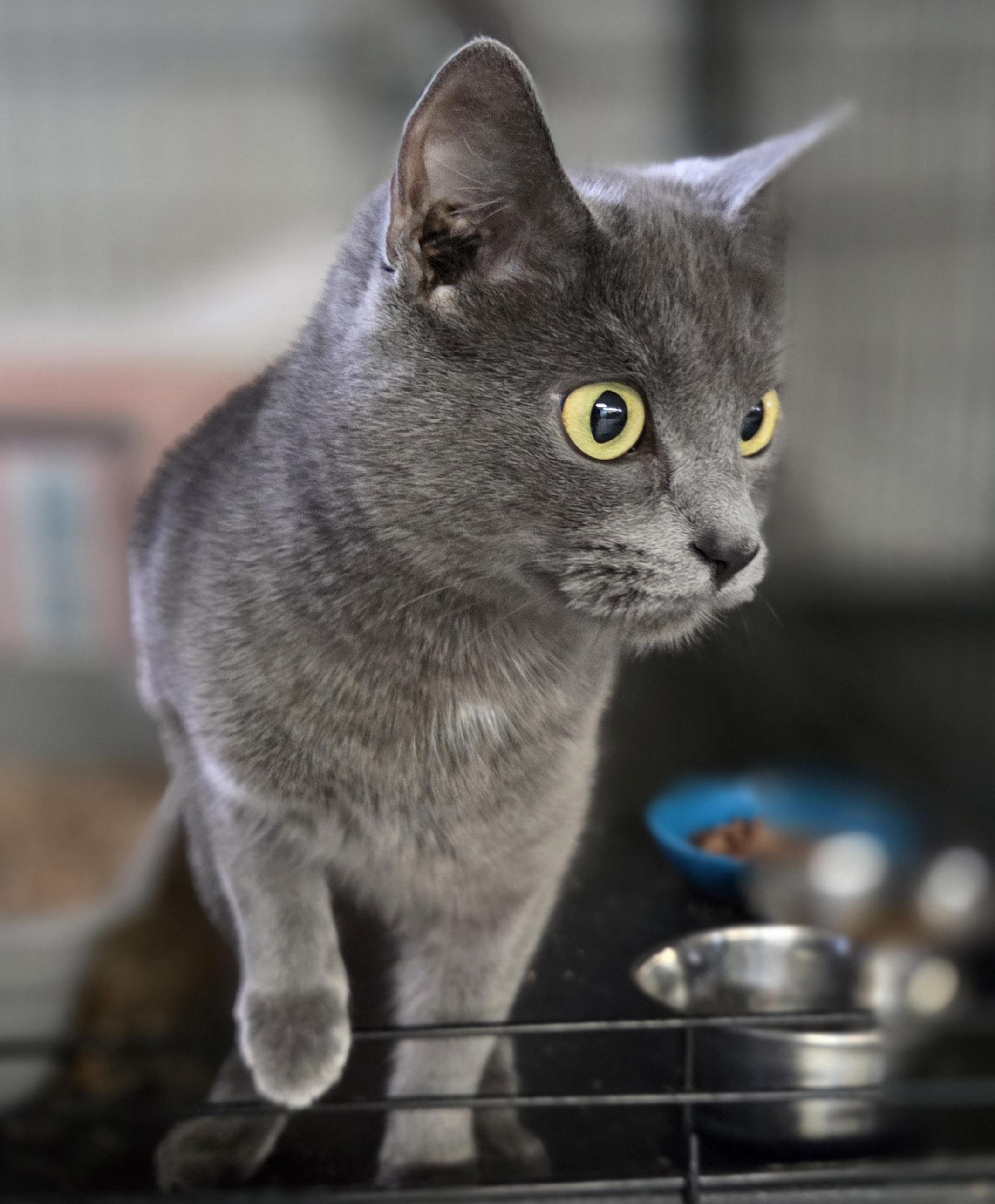 Electra, an adopted Domestic Short Hair in Mansfield Center, CT image 2/3