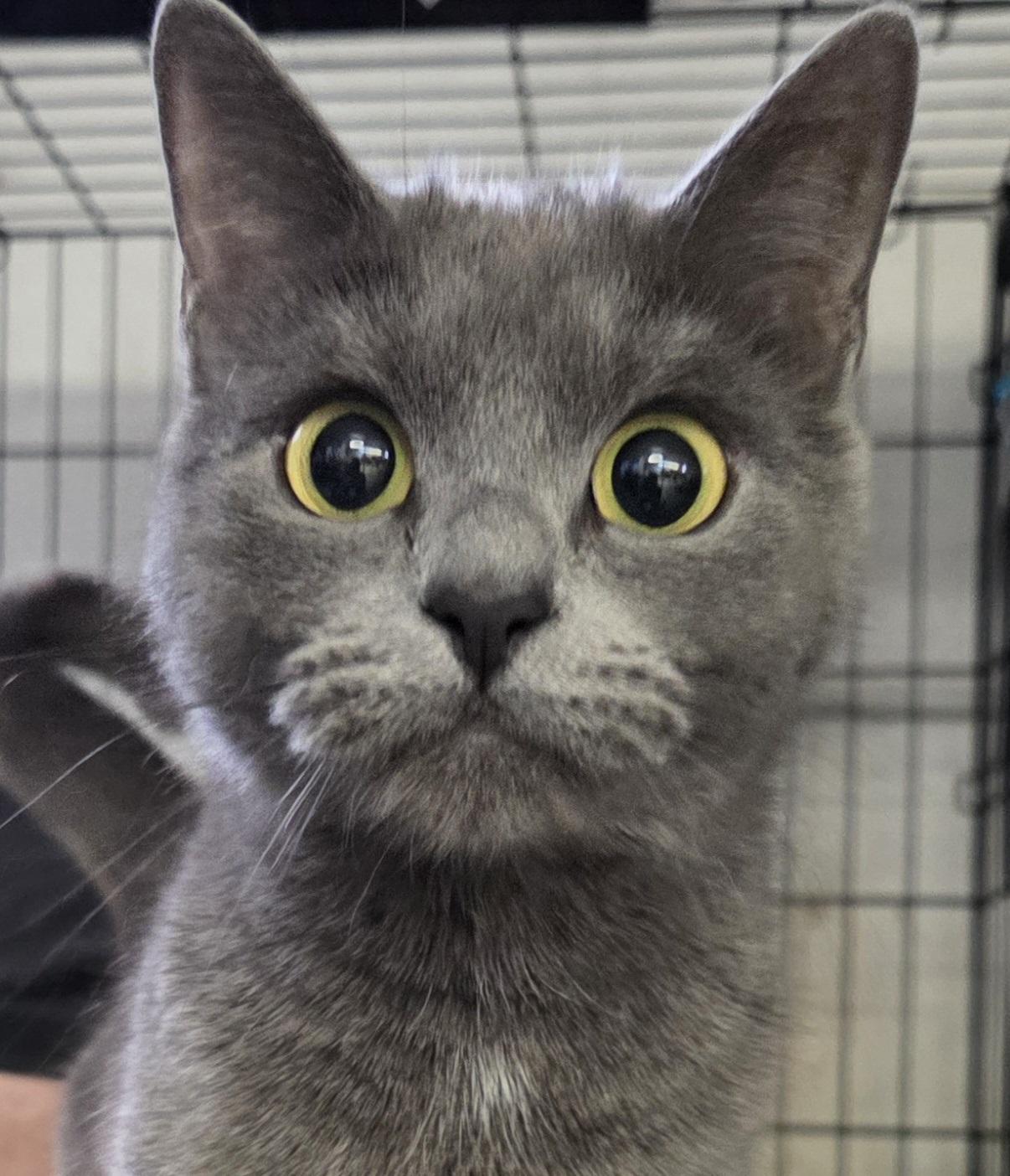 Electra, an adopted Domestic Short Hair in Mansfield Center, CT image 1/3