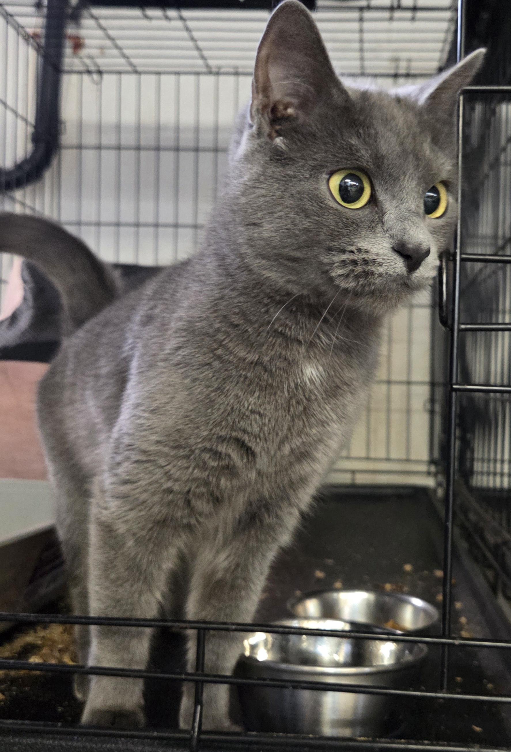 Electra, an adopted Domestic Short Hair in Mansfield Center, CT image 3/3