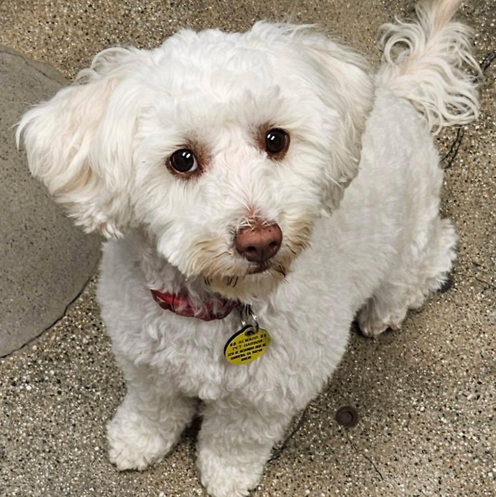 Marley, an adoptable Maltipoo in Gardena, CA, 90248 | Photo Image 2