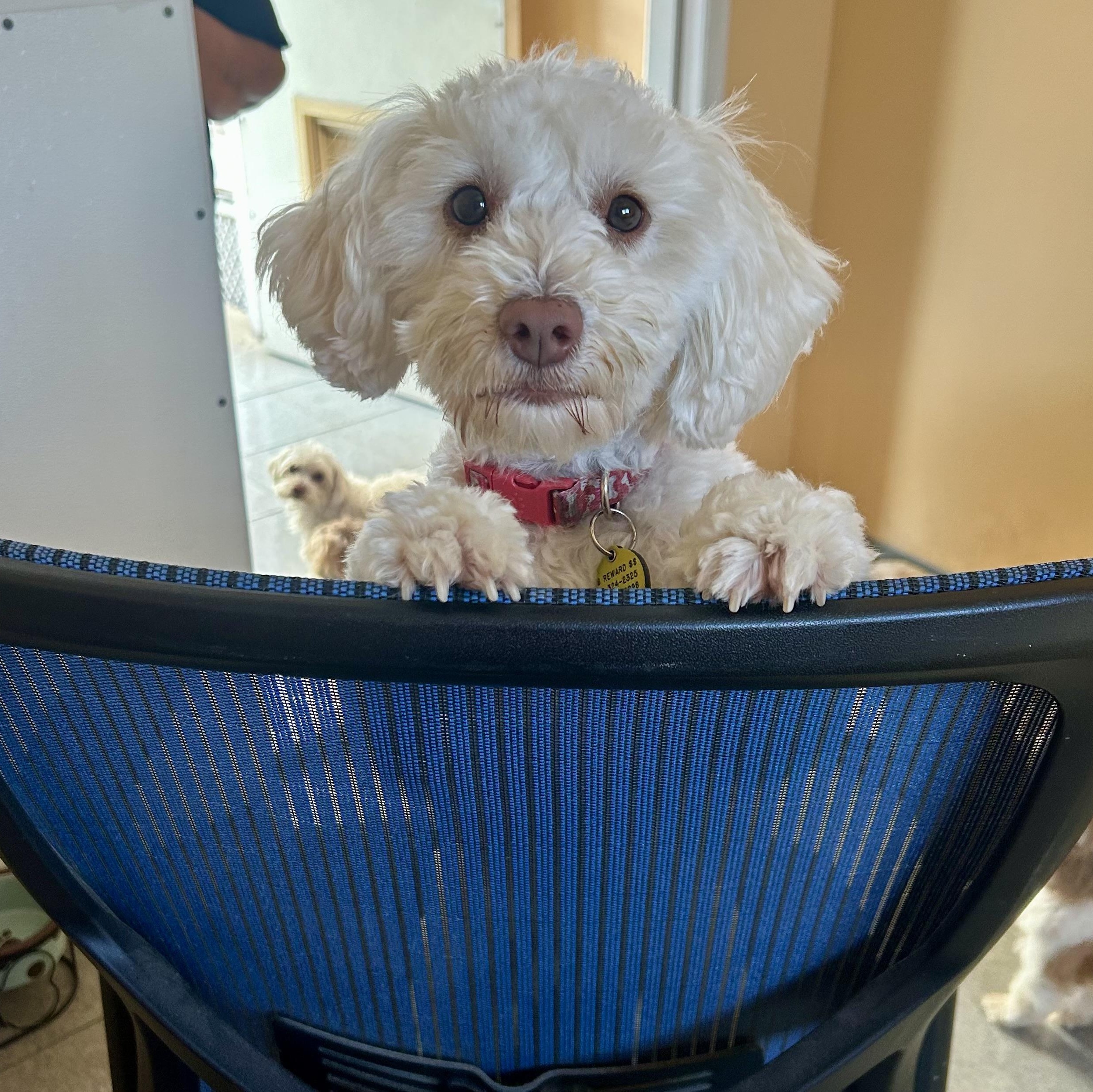Marley, an adoptable Maltipoo in Gardena, CA, 90248 | Photo Image 1