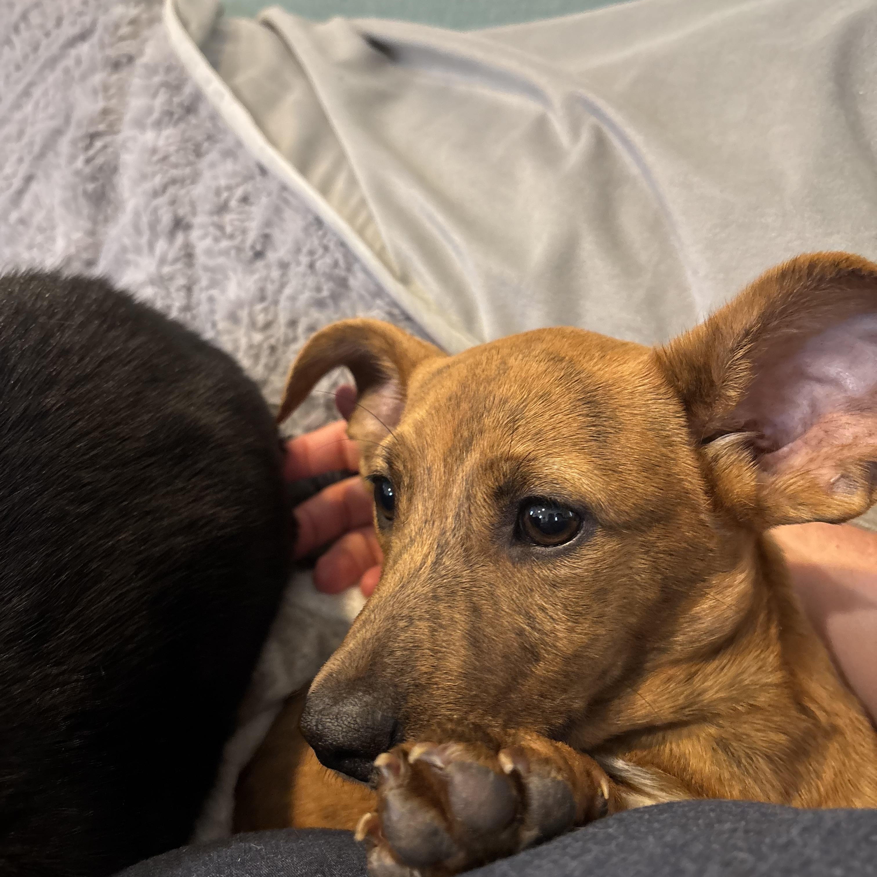 Enlarge Lennon - Local in Oregon , an adoptable mixed breed in Beaverton , OR image 4/6