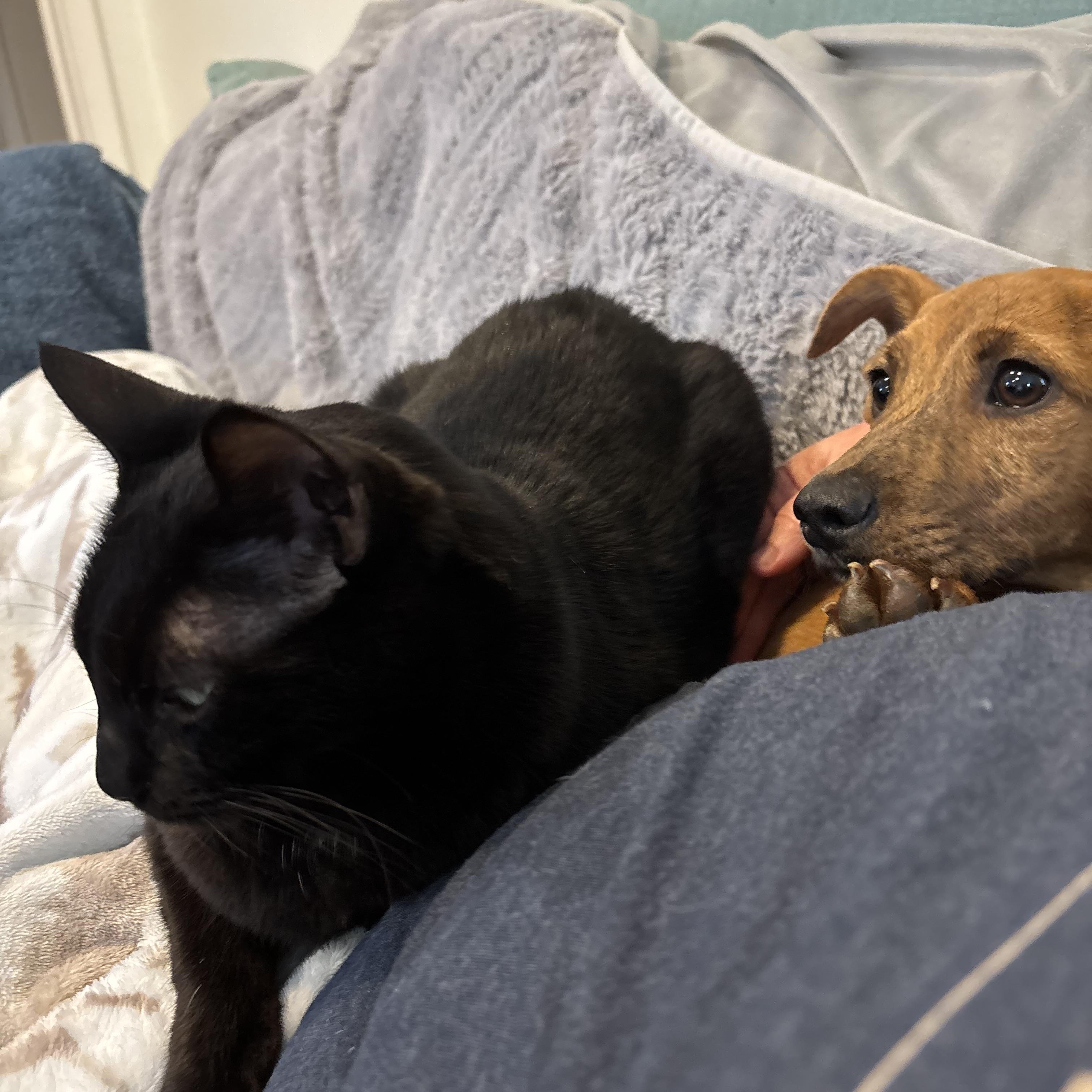 Enlarge Lennon - Local in Oregon , an adoptable mixed breed in Beaverton , OR image 3/6