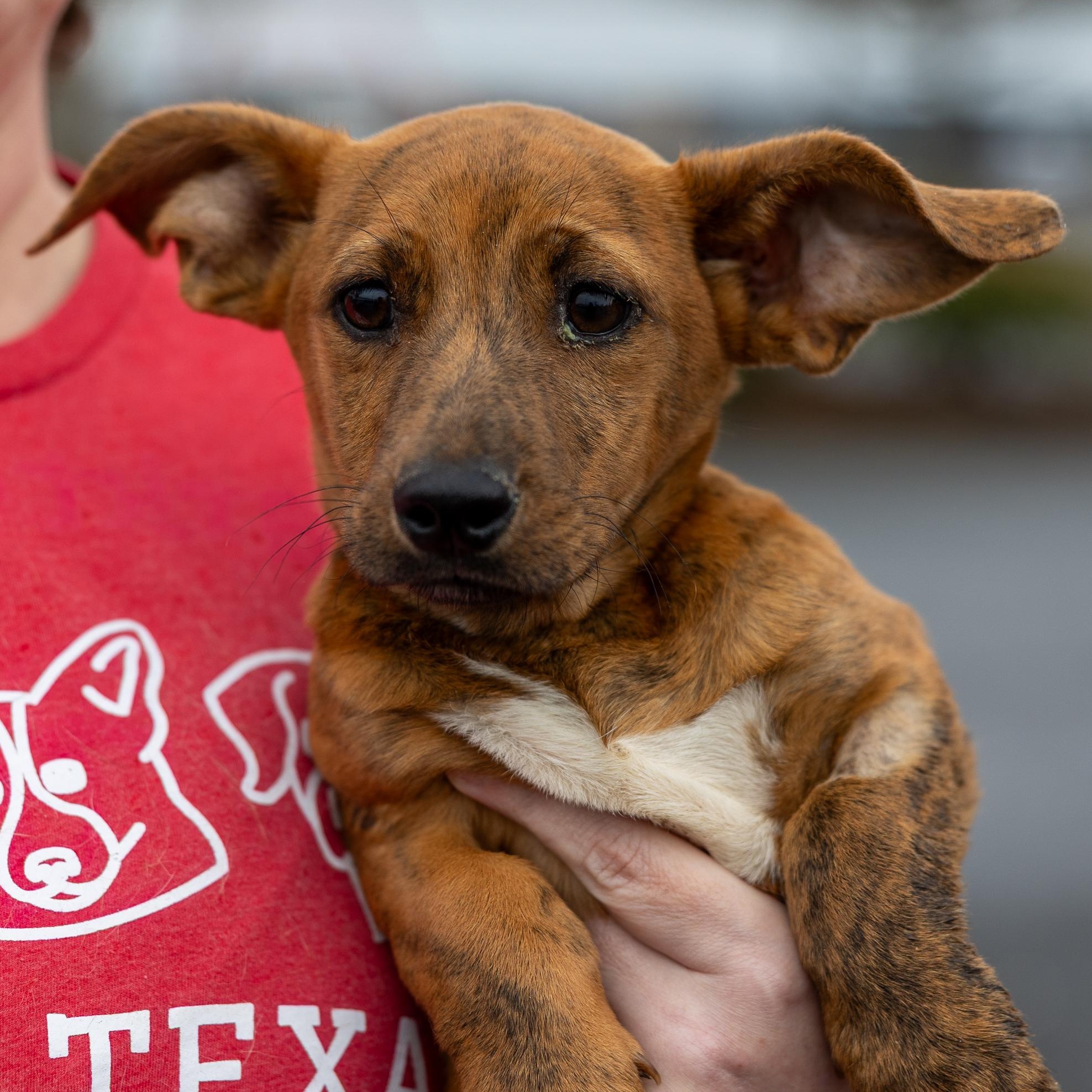 Lennon - Local in Oregon , adoptable, Puppy Male Basset Hound.