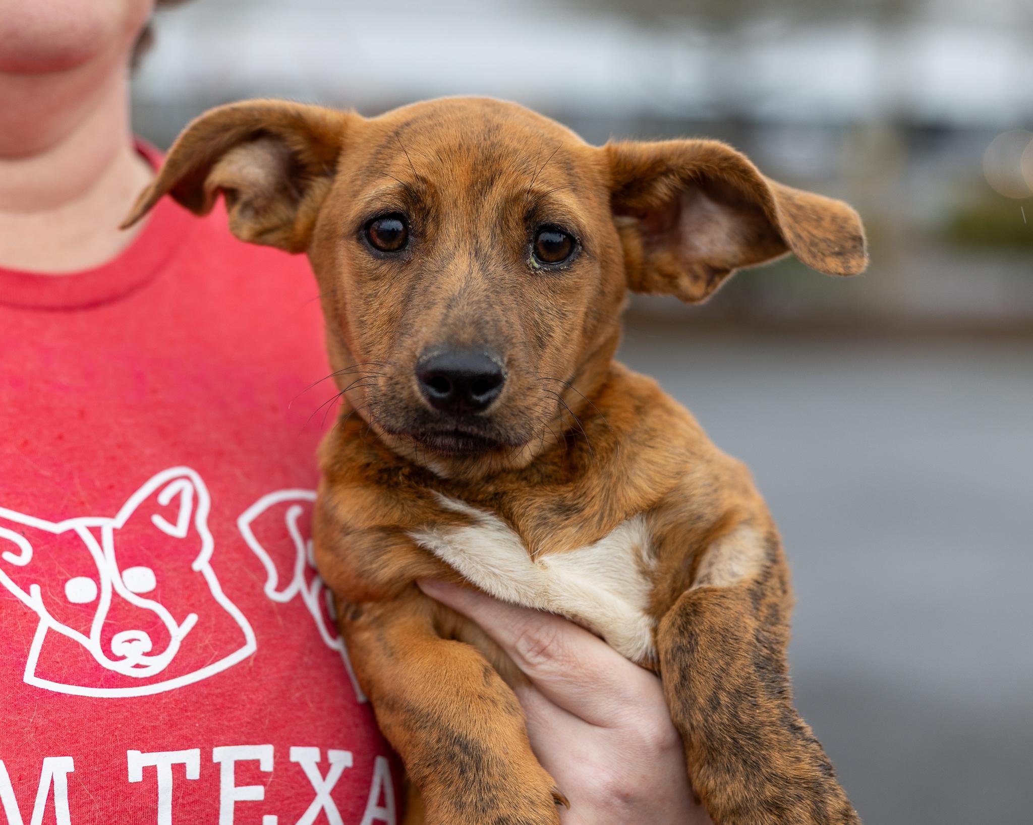 Enlarge Lennon - Local in Oregon , an adoptable mixed breed in Beaverton , OR image 6/6