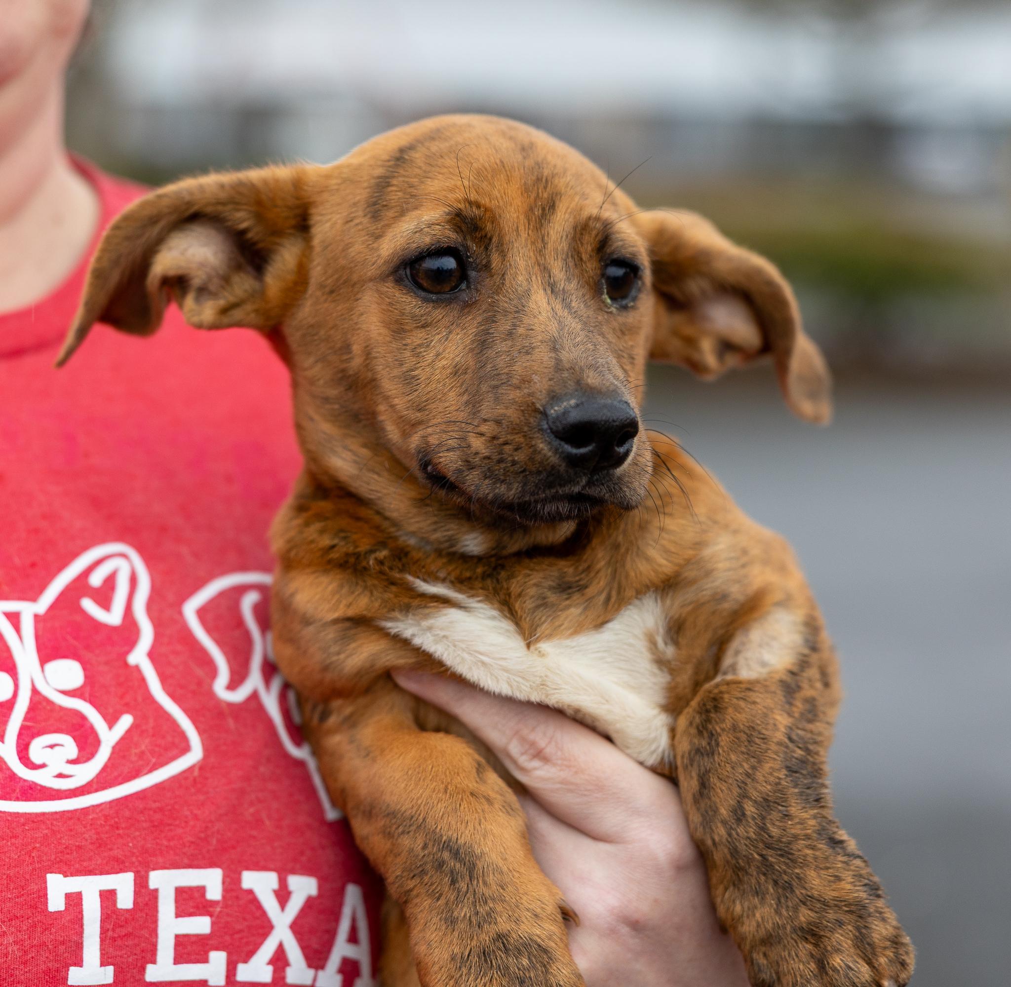 Enlarge Lennon - Local in Oregon , an adoptable mixed breed in Beaverton , OR image 5/6