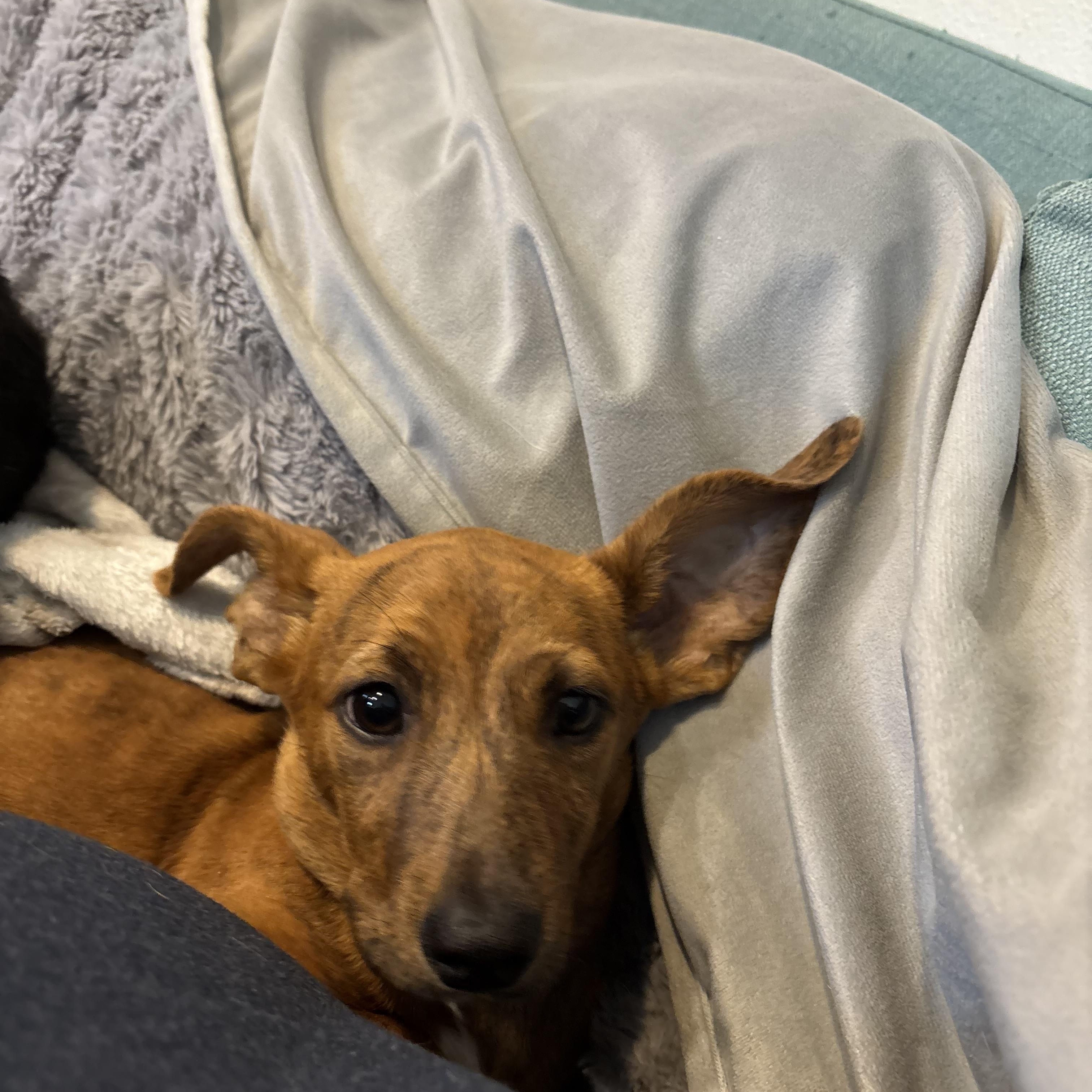 Enlarge Lennon - Local in Oregon , an adoptable mixed breed in Beaverton , OR image 2/6