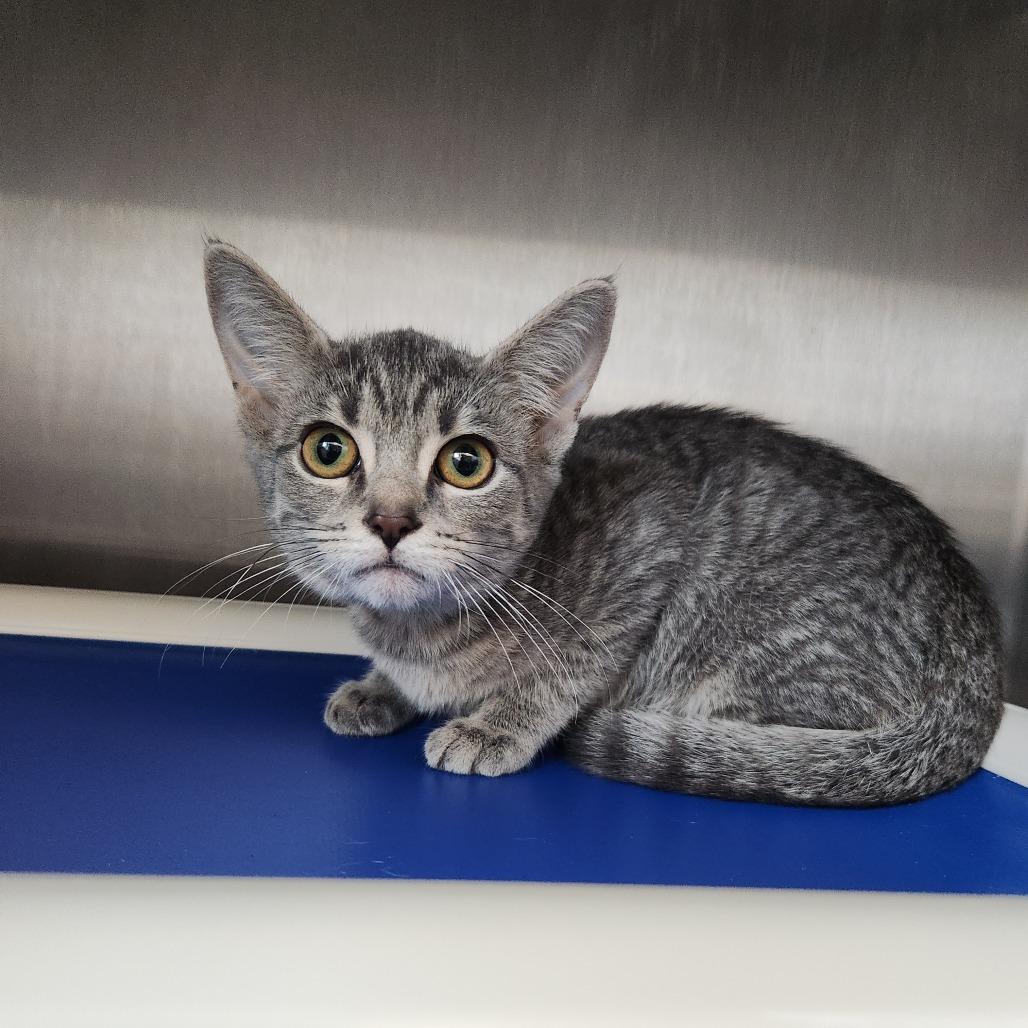 Airdrop, Adoptable, Kitten Female Domestic Short Hair.