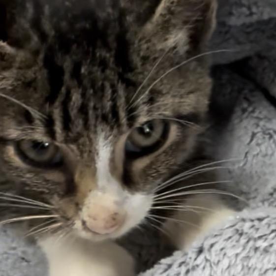 Pub Sub A25-258, Adoptable, Kitten Male Domestic Short Hair.