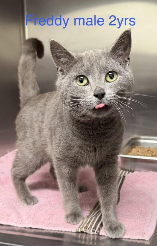 Enlarge Freddy - ADOPTED!, an adopted Domestic Short Hair in Amherst, VA image 1/1