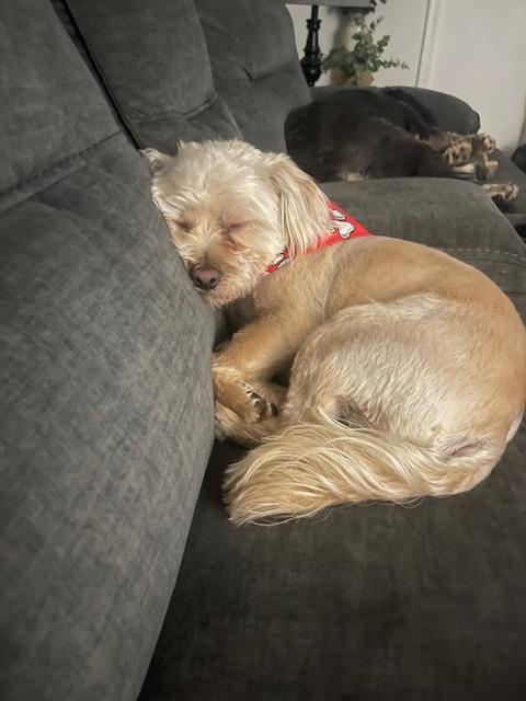 Joey, an adoptable Morkie in Floral Park, NY, 11001 | Photo Image 2