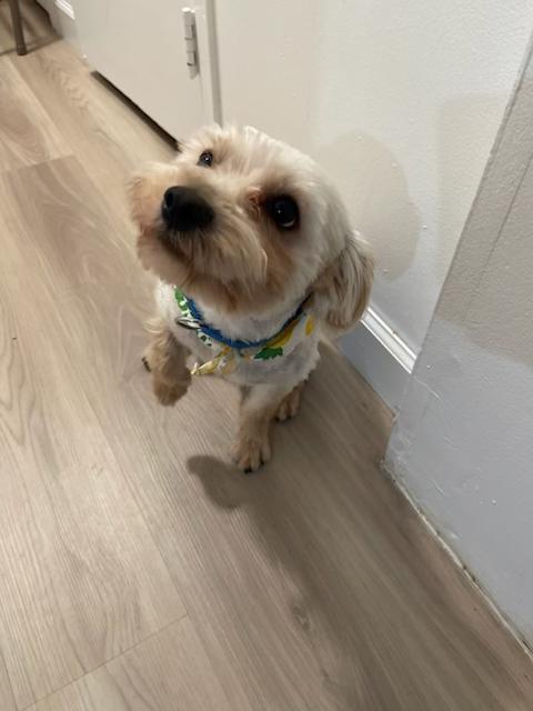 Joey, an adoptable Morkie in Floral Park, NY, 11001 | Photo Image 3