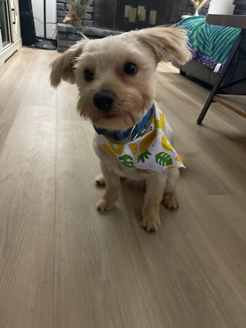 Joey, an adoptable Morkie in Floral Park, NY, 11001 | Photo Image 1