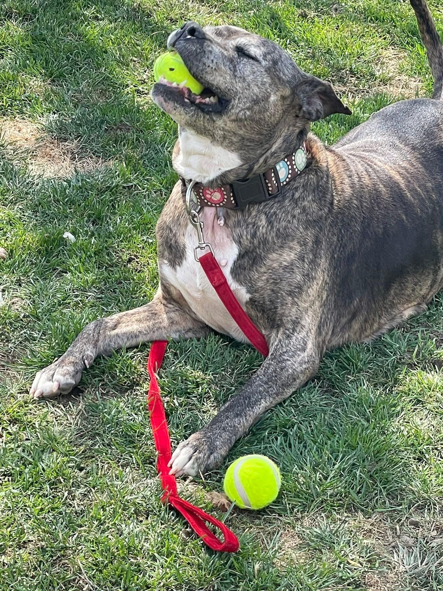 Enlarge McGriddle, a ADOPTABLE Pit Bull Terrier in Indianapolis, IN image 2/6