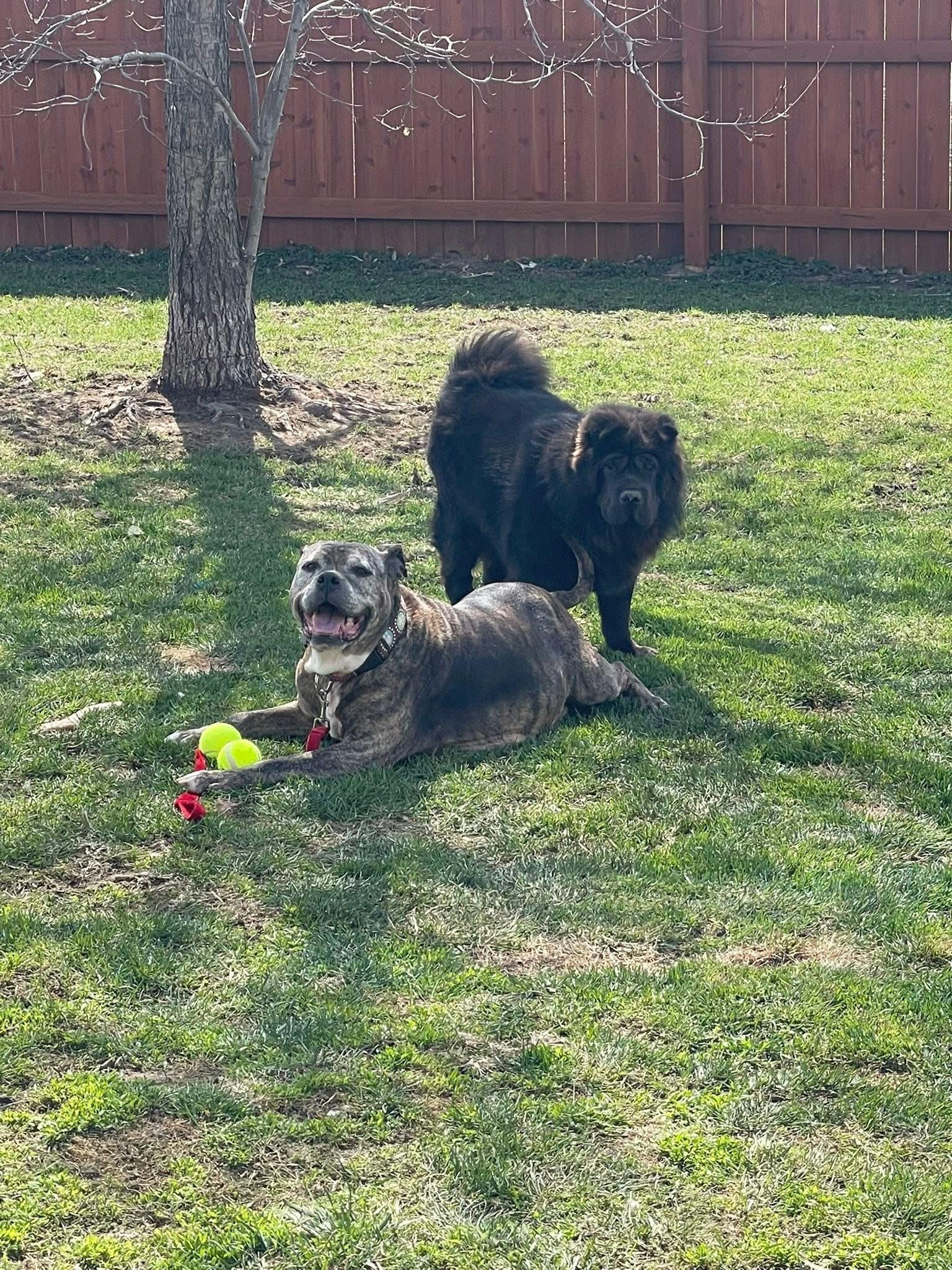 Enlarge McGriddle, a ADOPTABLE Pit Bull Terrier in Indianapolis, IN image 6/6