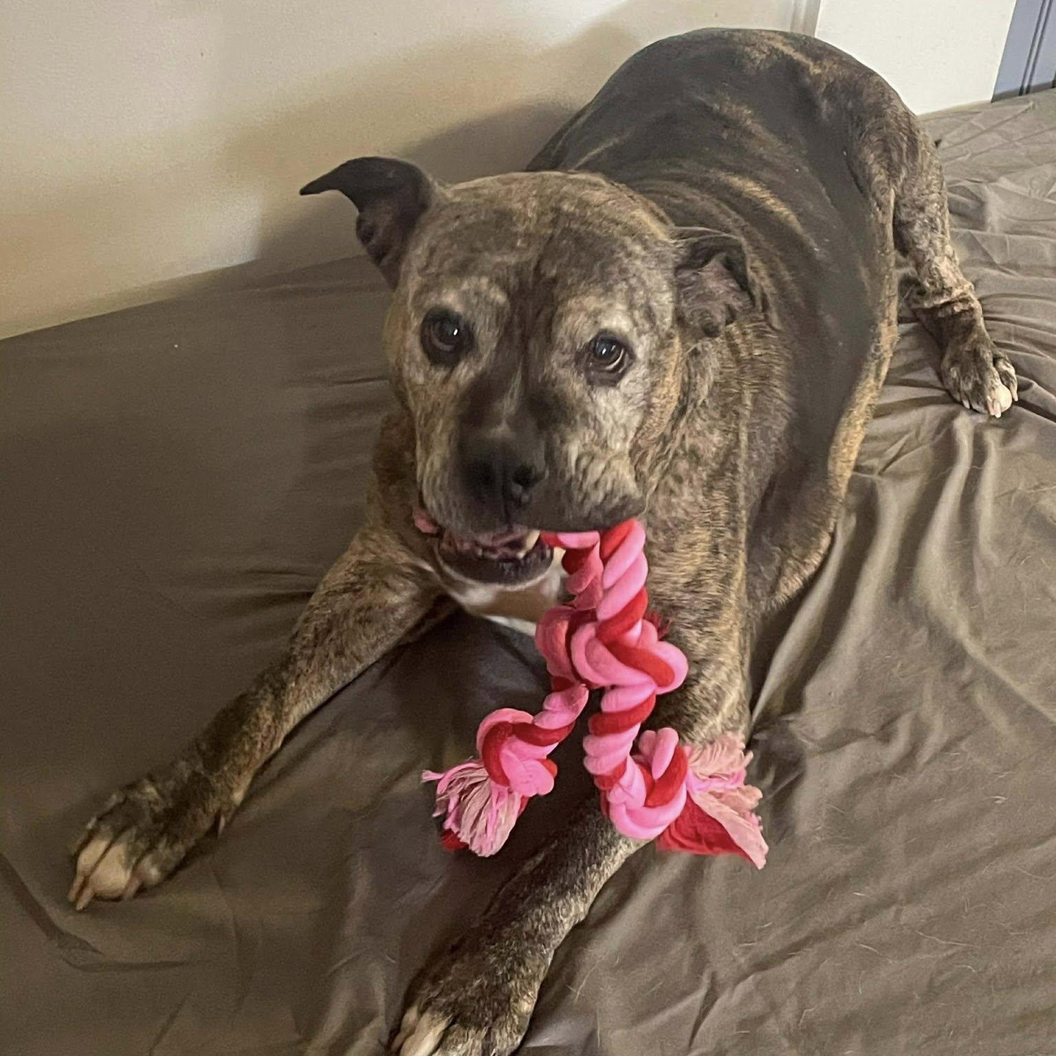 Enlarge McGriddle, a ADOPTABLE Pit Bull Terrier in Indianapolis, IN image 1/6