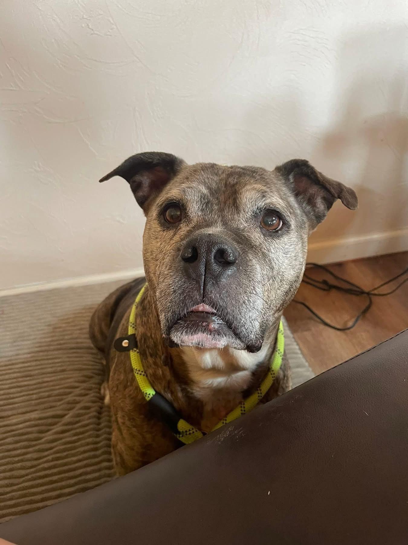 Enlarge McGriddle, a ADOPTABLE Pit Bull Terrier in Indianapolis, IN image 4/6
