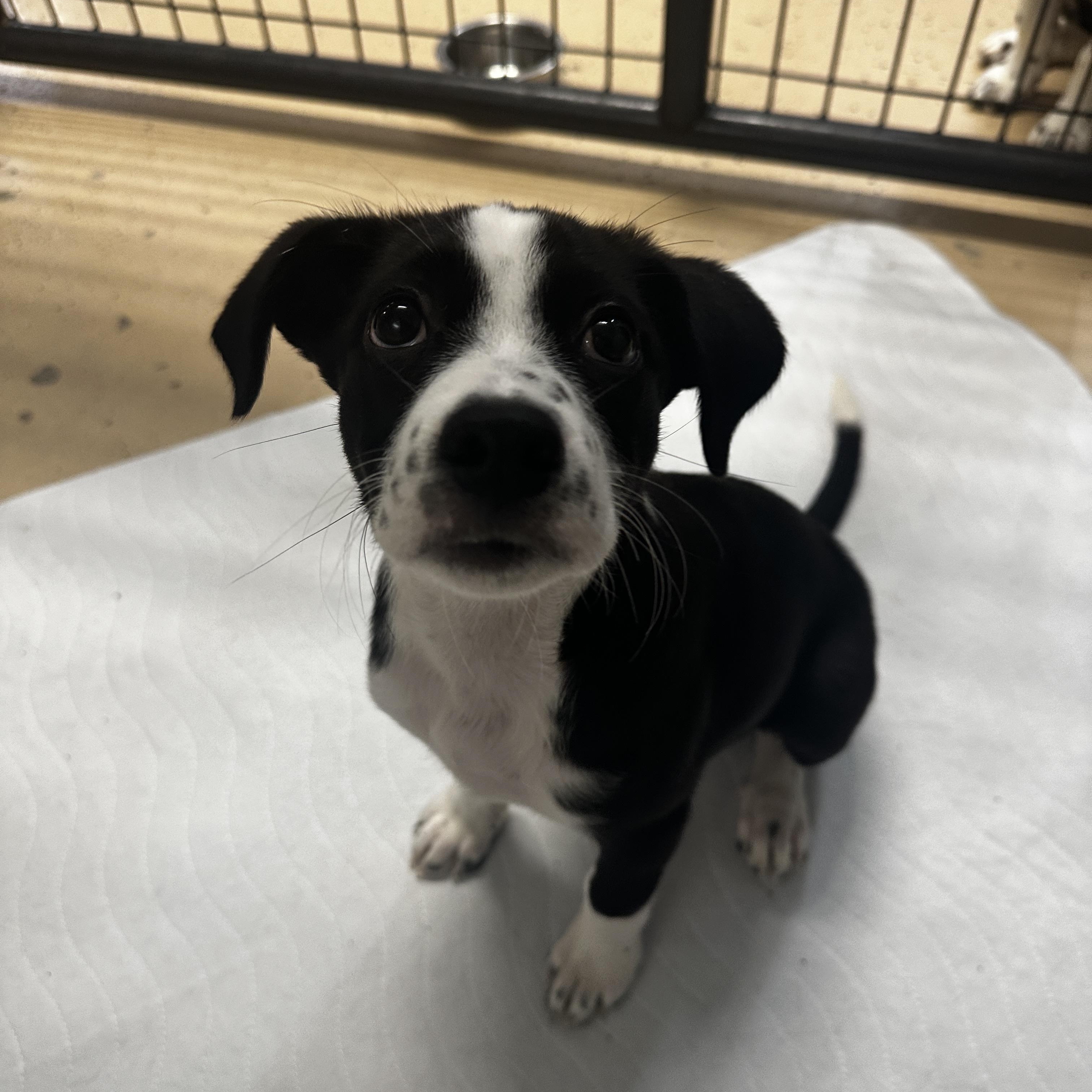 Marnie, a Adoptable mixed breed in Cedar Rapids, IA image 1/4