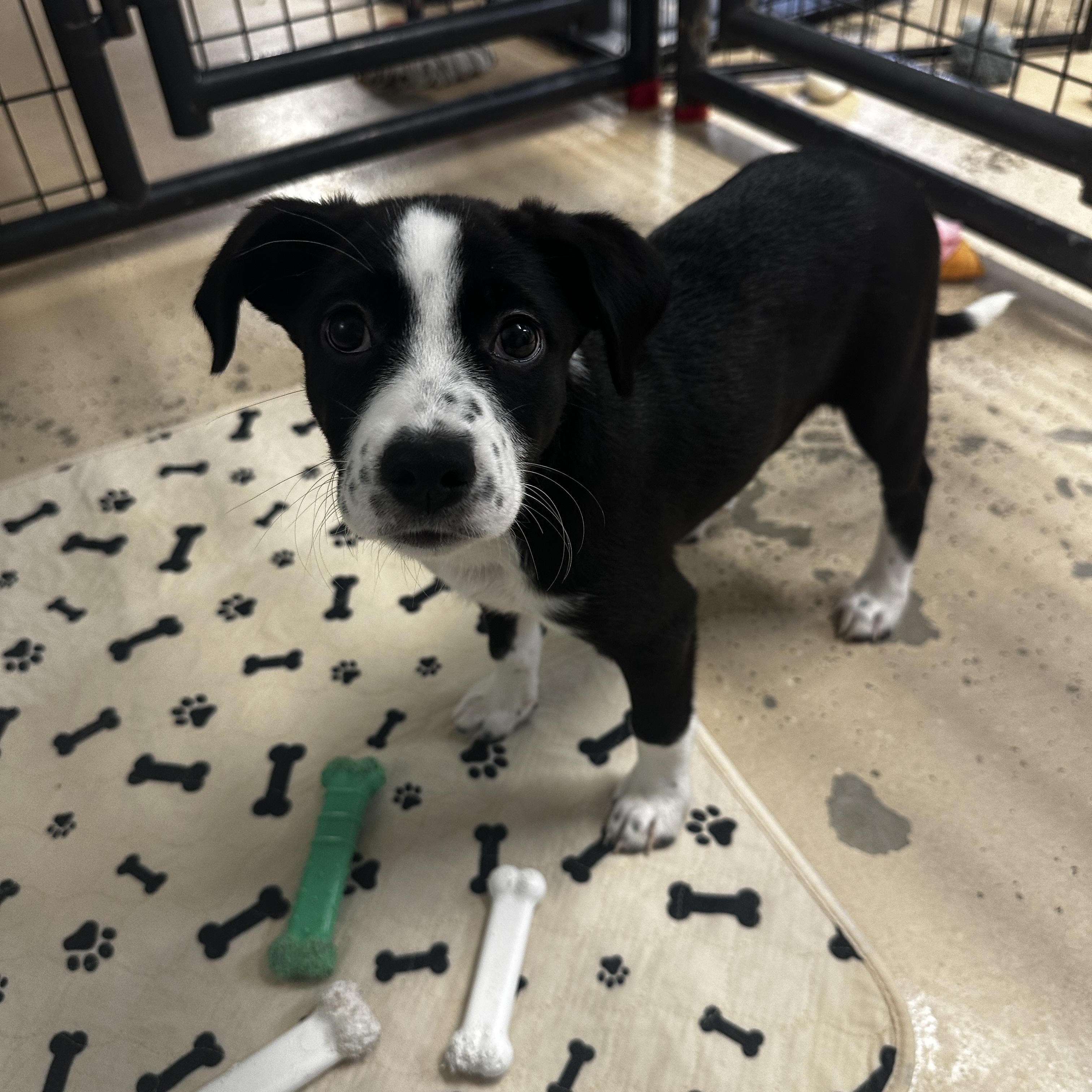 Marnie, a Adoptable mixed breed in Cedar Rapids, IA image 2/4