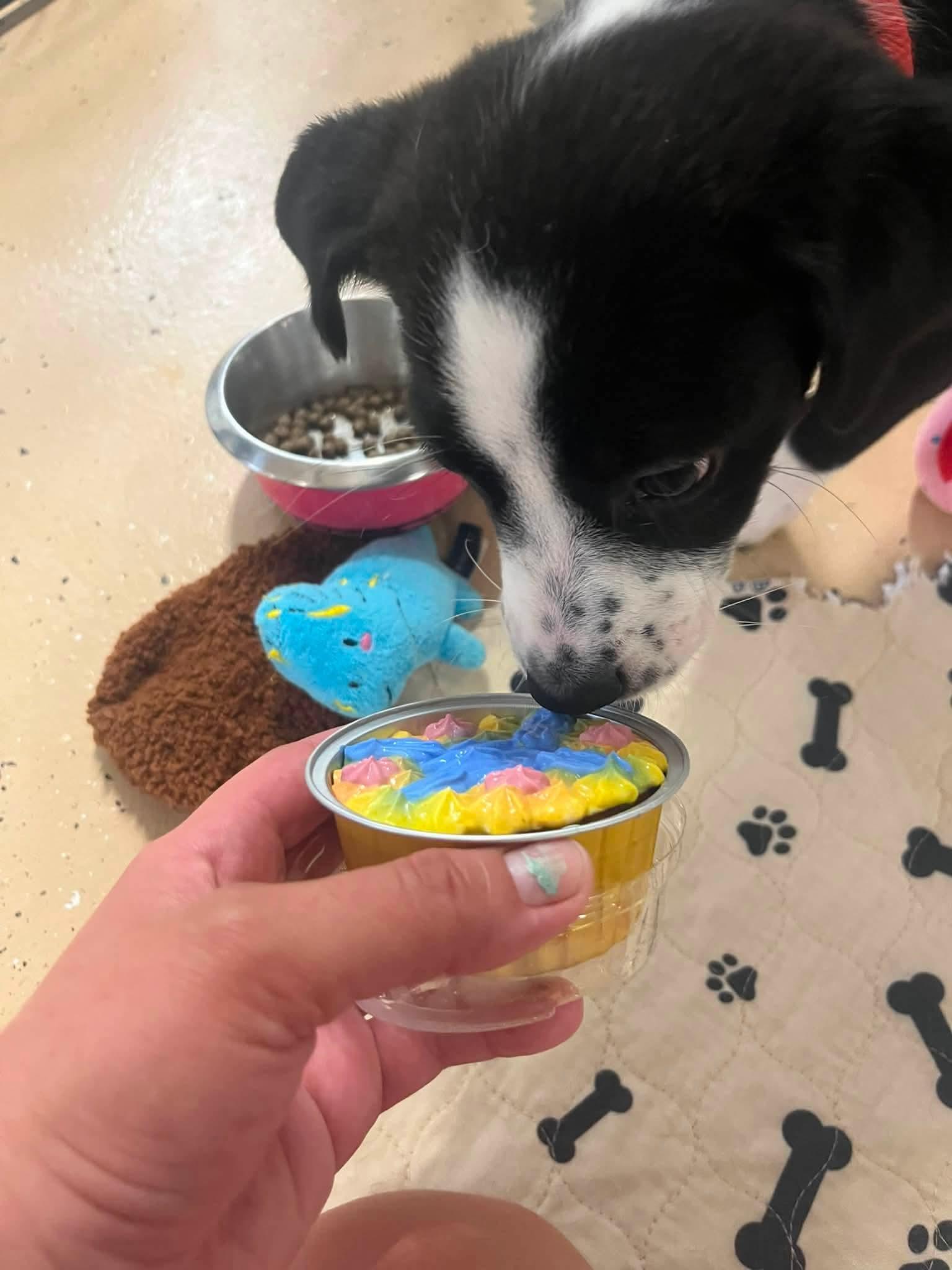 Marnie, a Adoptable mixed breed in Cedar Rapids, IA image 3/4