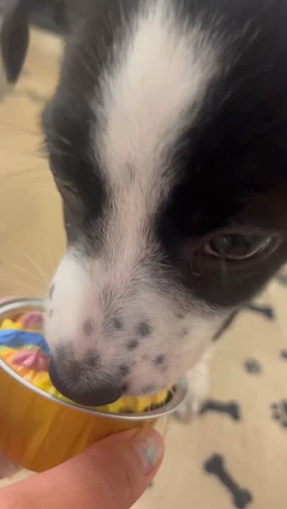 Enlarge Marnie, a Adoptable mixed breed in Cedar Rapids, IA video 4/4