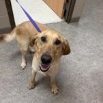 Enlarge Roseanne 60653948, a ADOPTABLE Yellow Labrador Retriever in Harvey , LA image 1/1