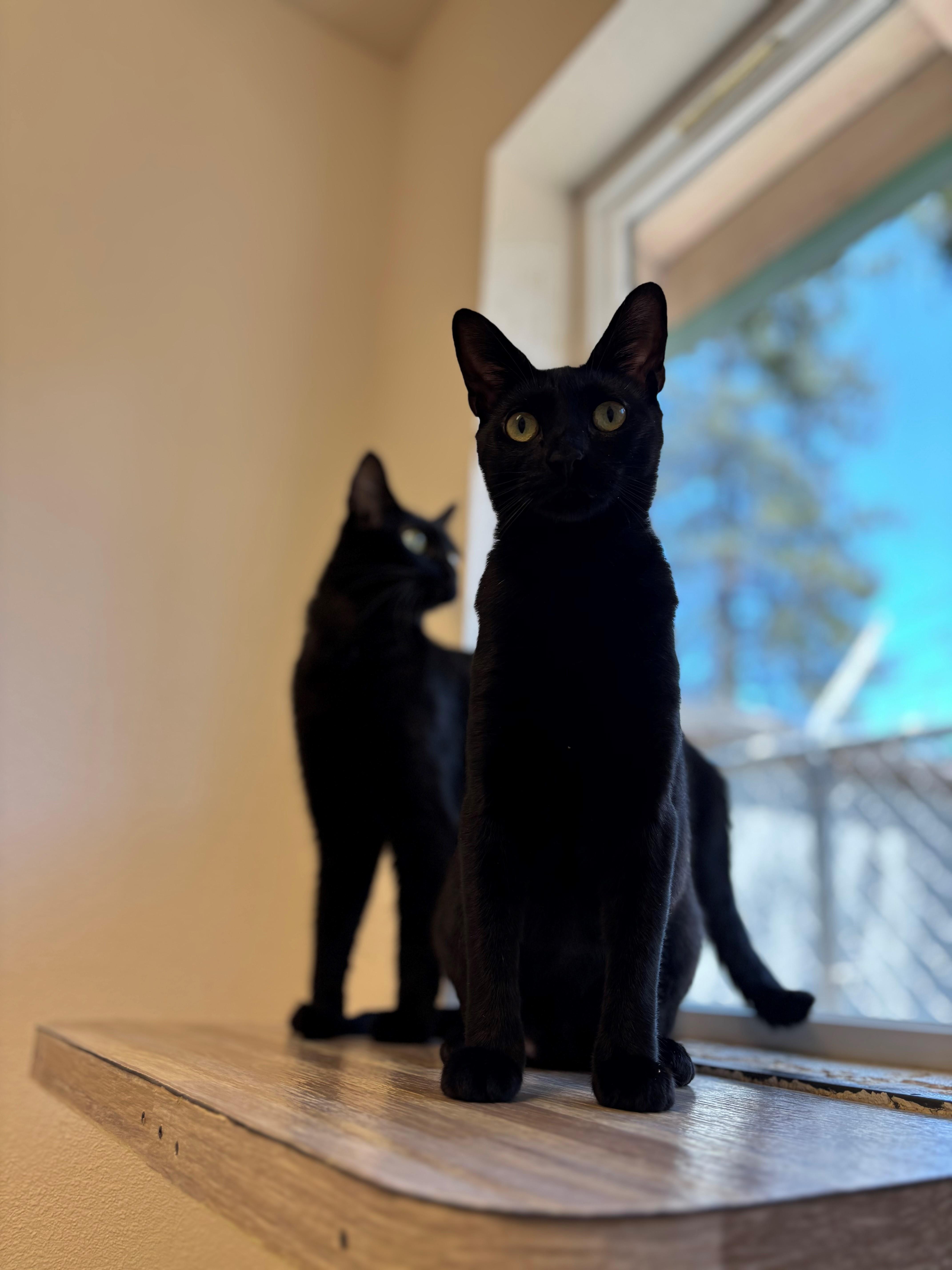 Nia, an adoptable Domestic Short Hair in Grants Pass, OR, 97526 | Photo Image 2