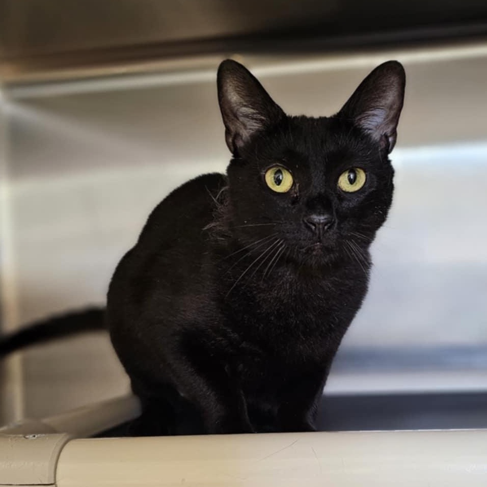 Nia, Adult Female Domestic Short Hair