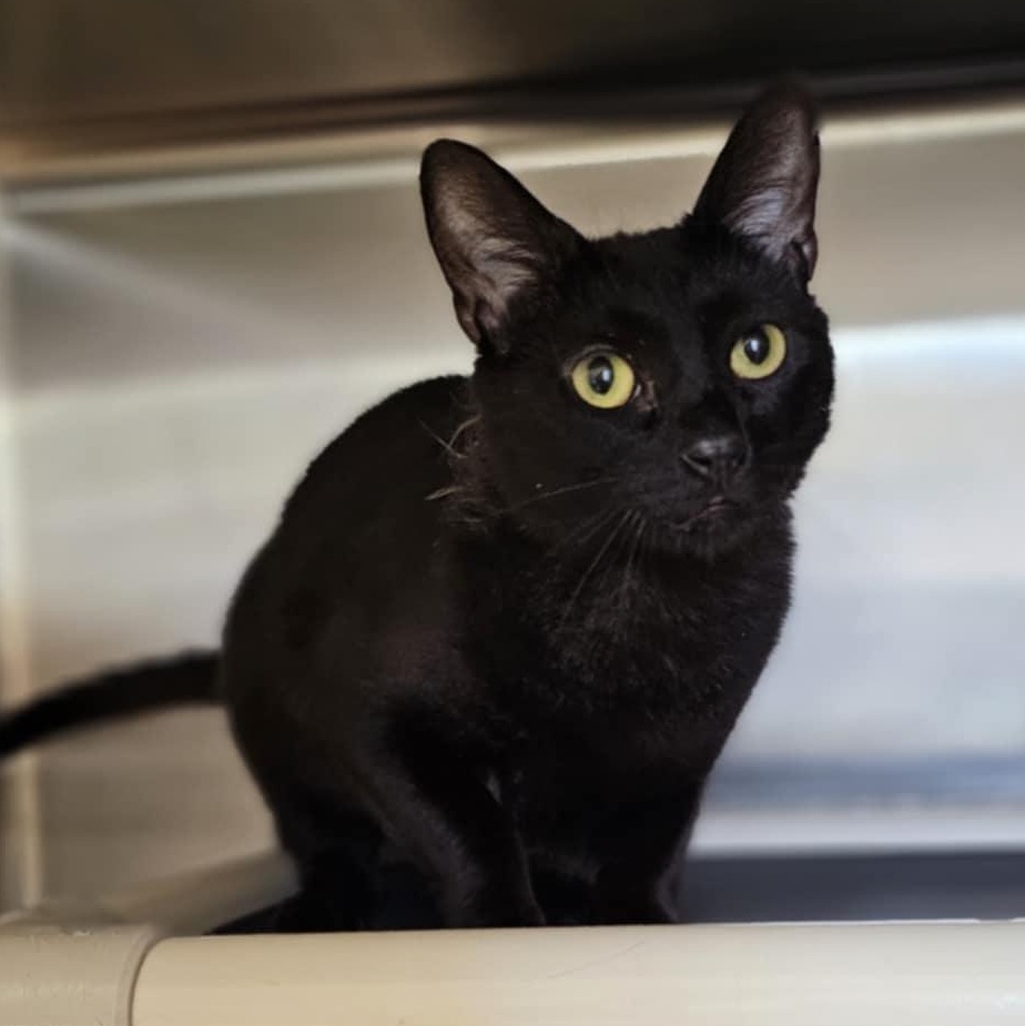 Nia, an adoptable Domestic Short Hair in Grants Pass, OR, 97526 | Photo Image 3