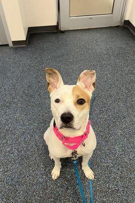 Enlarge Rohmer, a Adoptable Mixed Breed in New York, NY image 1/3