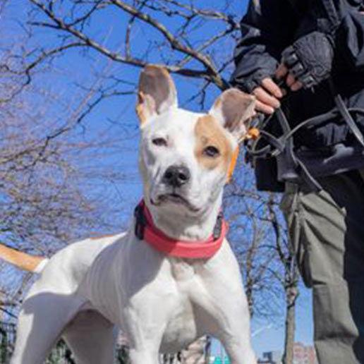 Enlarge Rohmer, a Adoptable Mixed Breed in New York, NY image 2/3