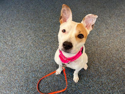 Enlarge Rohmer, a Adoptable Mixed Breed in New York, NY image 3/3