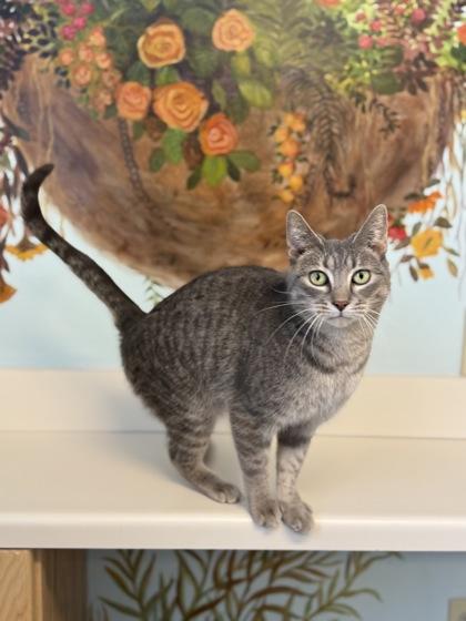 Peridot, Adoptable, Adult Female Domestic Short Hair & Domestic Short Hair.